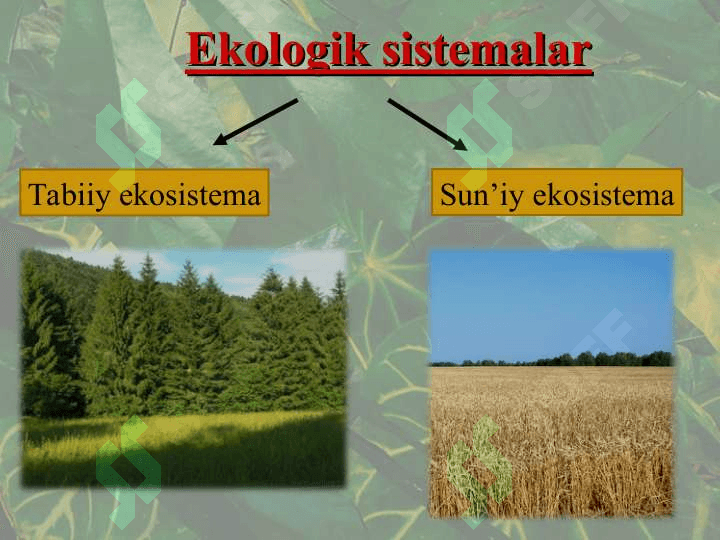 Sun’iy ekosistema 2
