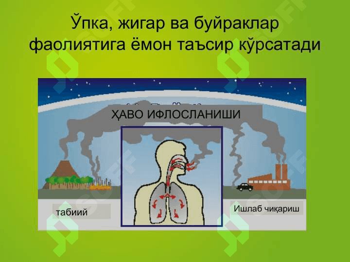 Экологик танглик 8