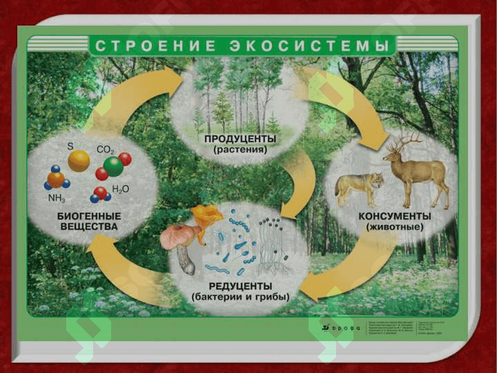 Экосистемалар ёки экотизимлар 3