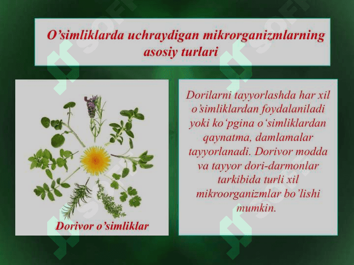 Dorivor o’simliklar xomashyosining mikroflorasi o’simliklarda kasallik qo’zg’atuvchi mikroorganizmlar tayyor dorilarning mikroflorasi va aniqlash usullari 2