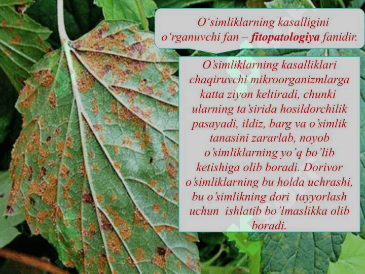 Dorivor o’simliklar xomashyosining mikroflorasi o’simliklarda kasallik qo’zg’atuvchi mikroorganizmlar tayyor dorilarning mikroflorasi va aniqlash usullari 4