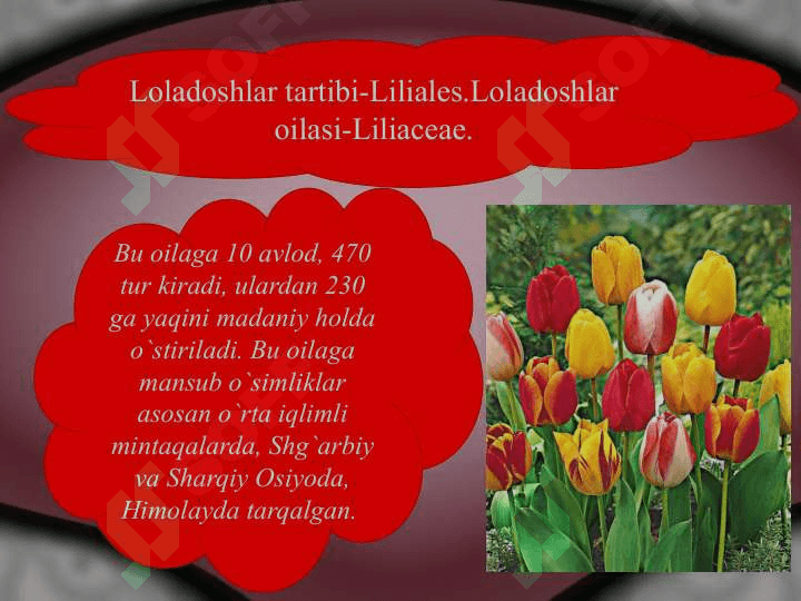 Bir pallalilar sinfi 4