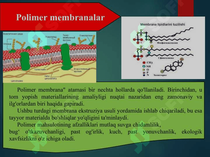 Biologik membranani tuzilishi va funksiyalari 4