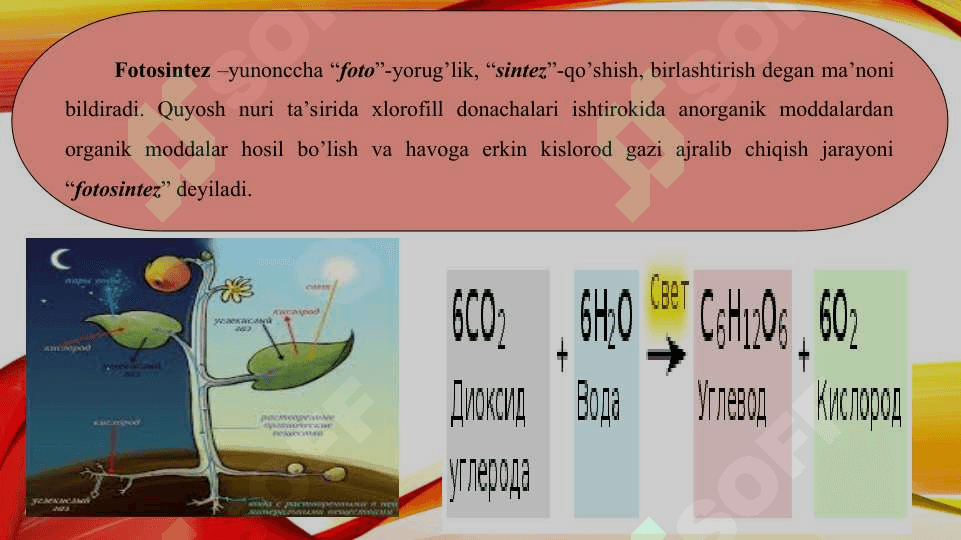 Fotosintezni tabiatda tutgan o’rni 2