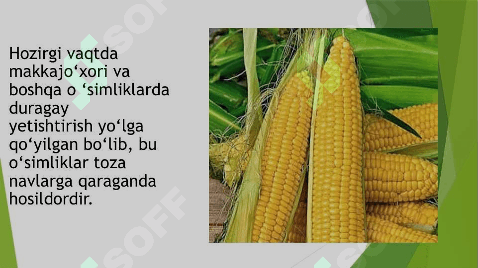 Genetikaning nazariy va amaliy ahamiayti, DNK replikatsiyasi 4