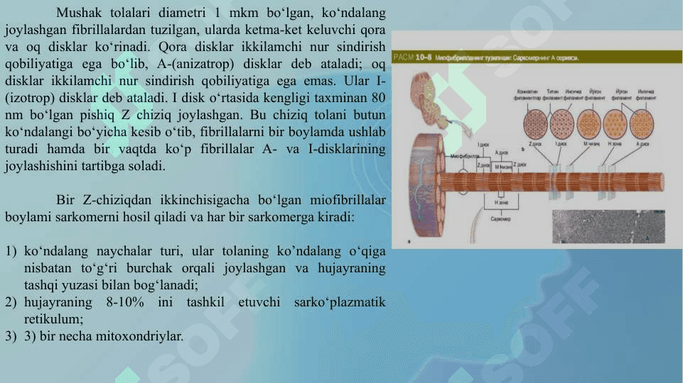 YURAK VA MUSHAK BIOKIMYOSI 7