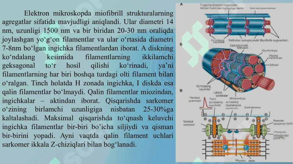 YURAK VA MUSHAK BIOKIMYOSI 8
