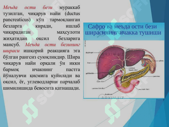 Ошқозон ости бези физиологияси 6