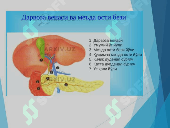 Ошқозон ости бези физиологияси 8
