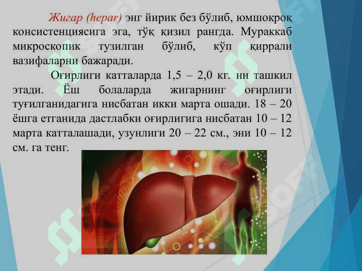 Жигарнинг ҳазм жараёнидаги роли 3