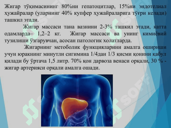 Жигарнинг ҳазм жараёнидаги роли 4