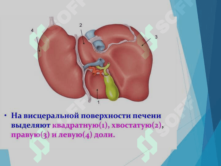 Жигарнинг ҳазм жараёнидаги роли 5