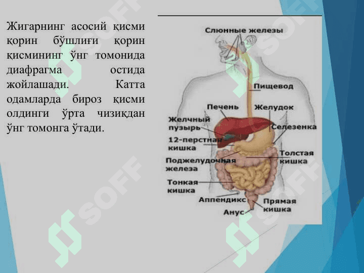 Жигарнинг ҳазм жараёнидаги роли 6