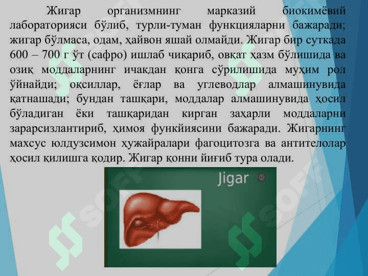 Жигарнинг ҳазм жараёнидаги роли 7