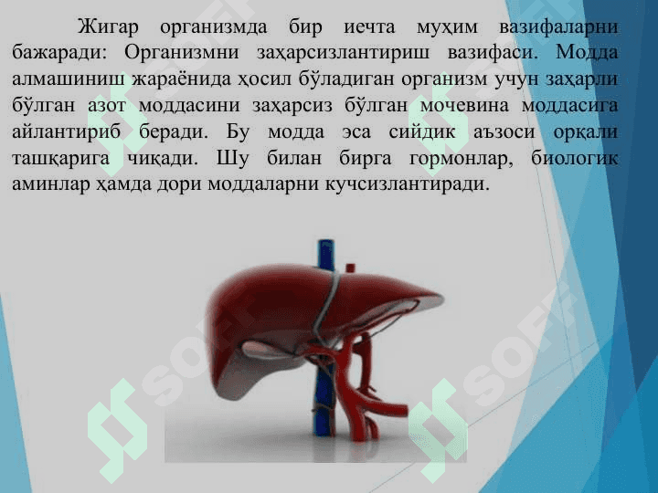 Жигарнинг ҳазм жараёнидаги роли 8