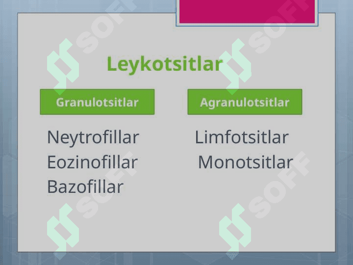 Leykositlar. Qon guruhlari. Resuz Faktor. Qon quyish asoslari 7
