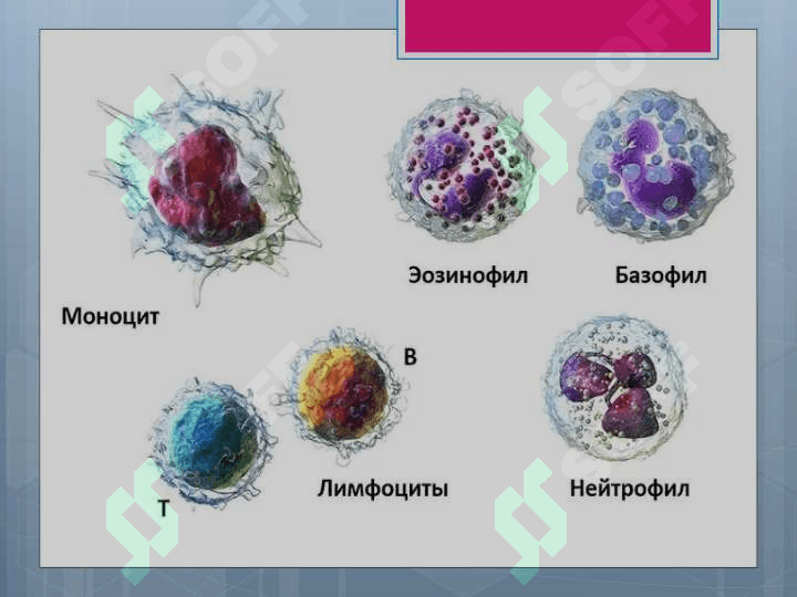 Leykositlar. Qon guruhlari. Resuz Faktor. Qon quyish asoslari 8