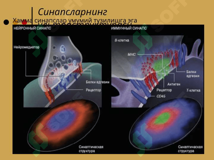 Sinapslar fiziologoyasi 6