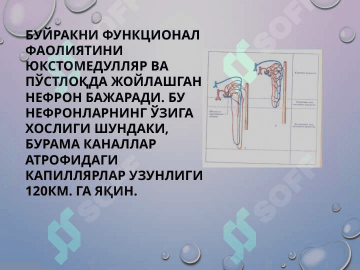 Организмнинг экскретор функцияси 7