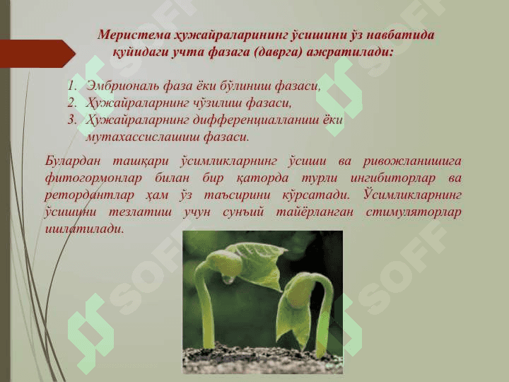 Ўсимликшуносликда стимуляторларни қўллашнинг биотехнологик асослари 4
