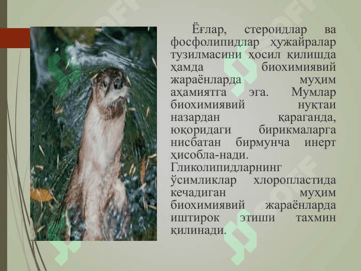 Липидлар 5