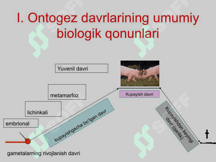 Individual rivojlanishning umumiy qonuniyatlari 3