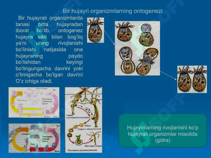 Individual rivojlanishning umumiy qonuniyatlari 6