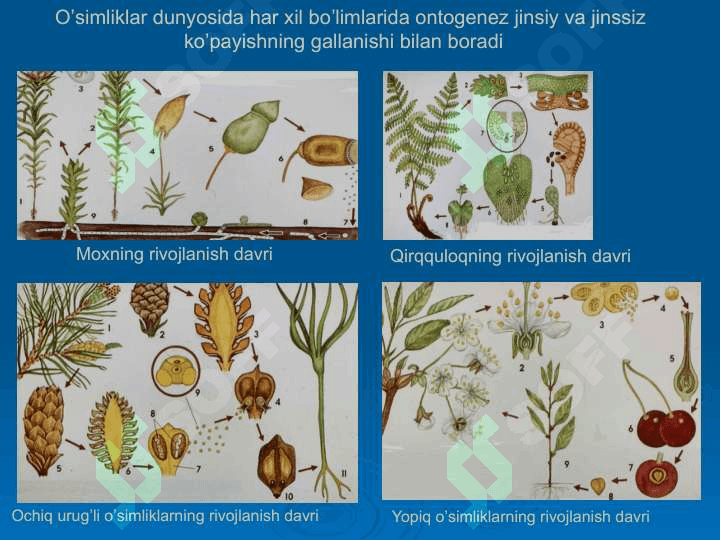 Individual rivojlanishning umumiy qonuniyatlari 7