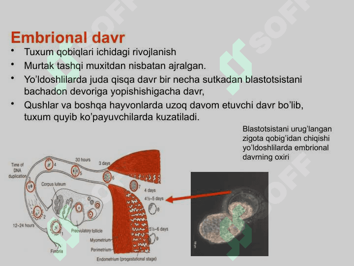 Individual rivojlanishning umumiy qonuniyatlari 8
