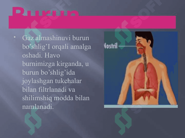 Odam nafas olish tizimi 4