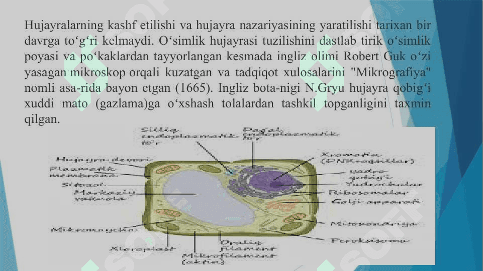 Hujayralarning umumiy morfologiyasini o’rganish 4