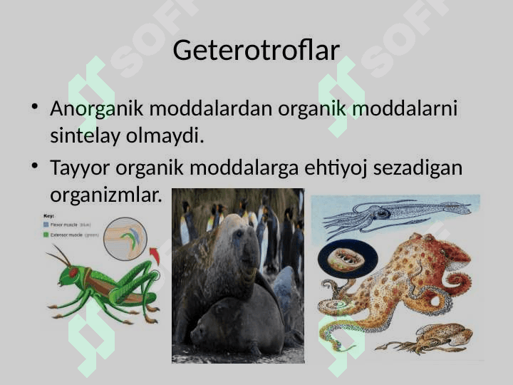 Hujayraning oziqlanishiHujayraning oziqlanishi 3