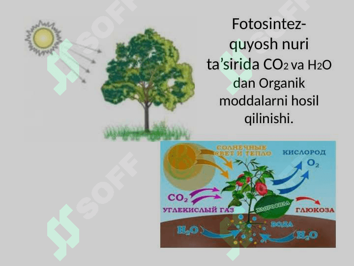 Hujayraning oziqlanishiHujayraning oziqlanishi 4