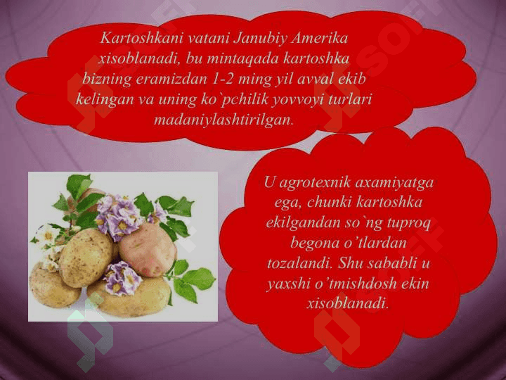 Kartoshka biologiyasi va etishtirish texnologiyasi 4