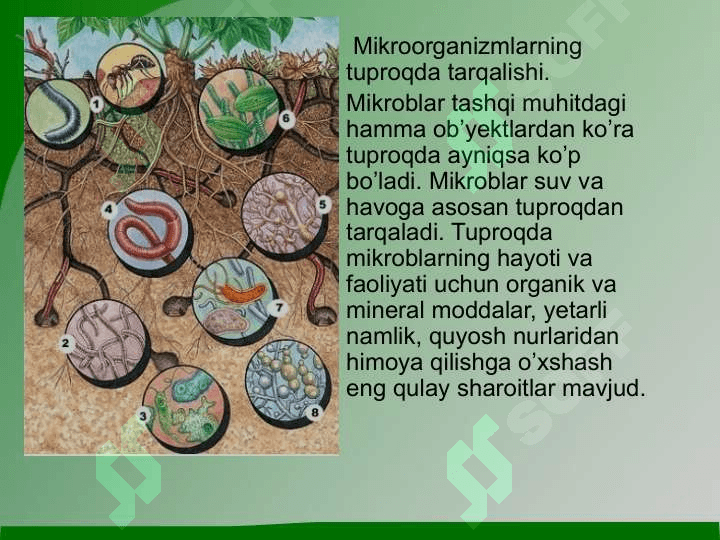 Mikroorganizmlarning biosferadagi o`rniMikroorganizmlarning biosferadagi o`rni 4
