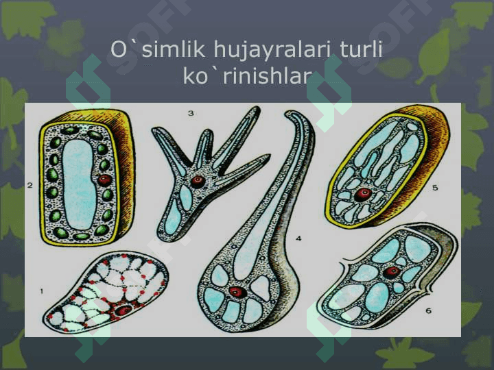 O’SIMLIK HUJAYRASINING TUZILISHI VA FUNKSIYALARI (2) 3