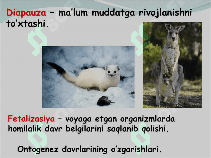 ODAM A’ZOLARINING ONTO – FILOGENEZI 6