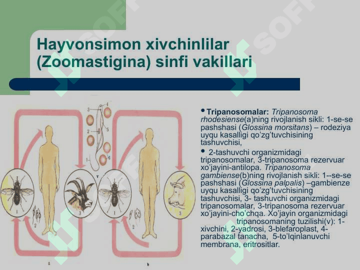 Odam parazitlari. 2