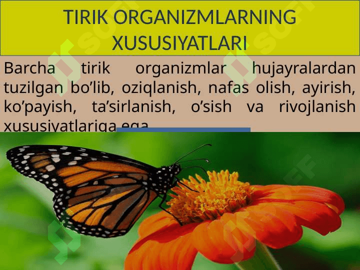 Tirik organizmlarning klassifikatsiyasi 3