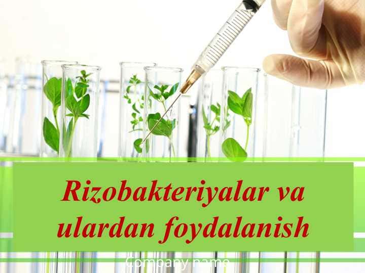 Rizobakteriyalar va ulardan foydalanish 1