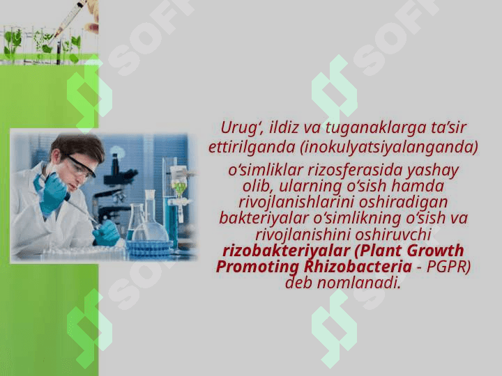 Rizobakteriyalar va ulardan foydalanish 3