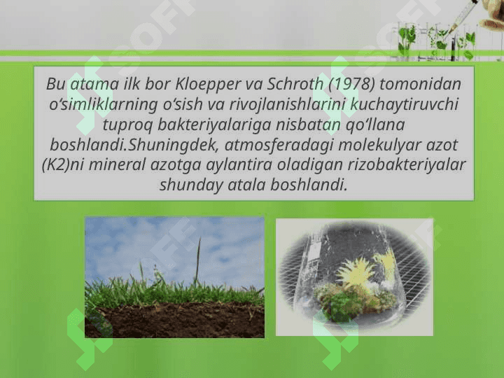 Rizobakteriyalar va ulardan foydalanish 4