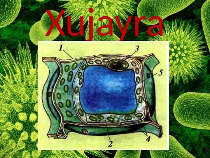 Xujayra 1