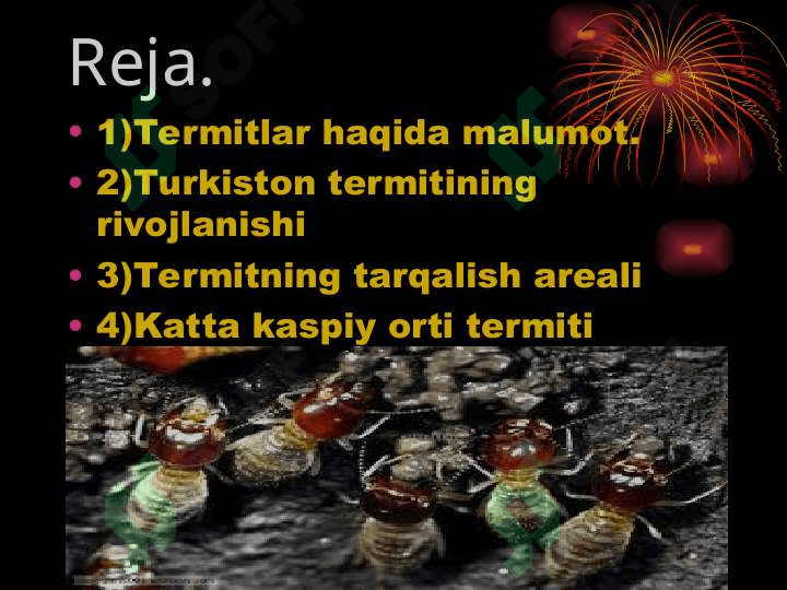 TErmitlar oilasi va hayot tarzi. 2