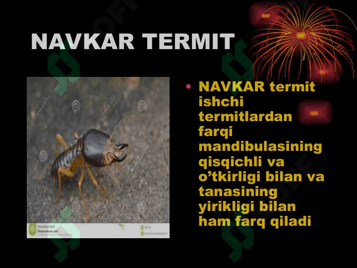 TErmitlar oilasi va hayot tarzi. 7