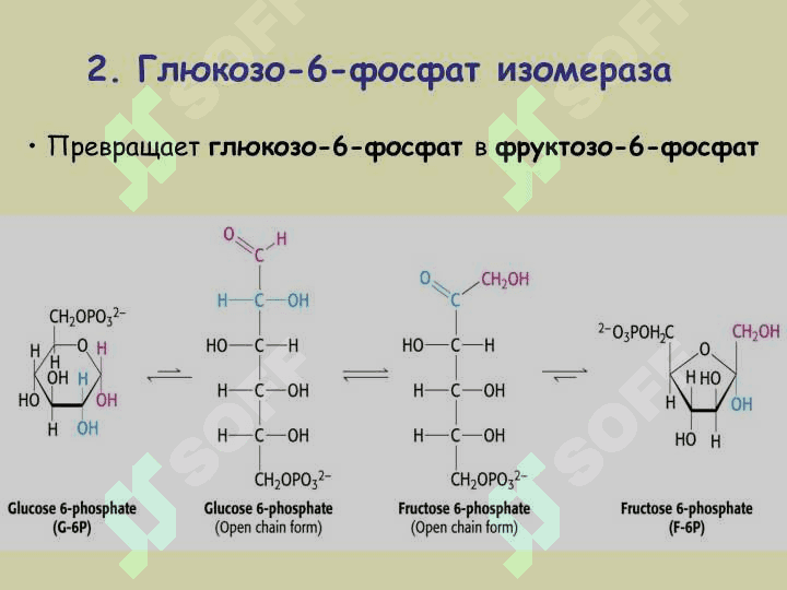 МЕТАБОЛИЗМ УГЛЕВОДОВ 4