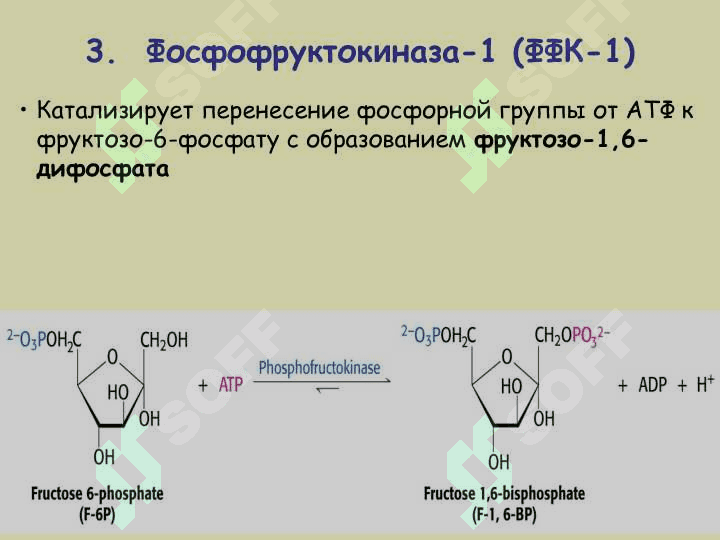 МЕТАБОЛИЗМ УГЛЕВОДОВ 5