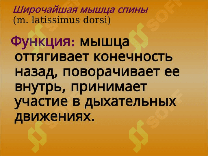 Мышцы  туловища 6