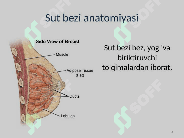 Sut bezi saratoni 4
