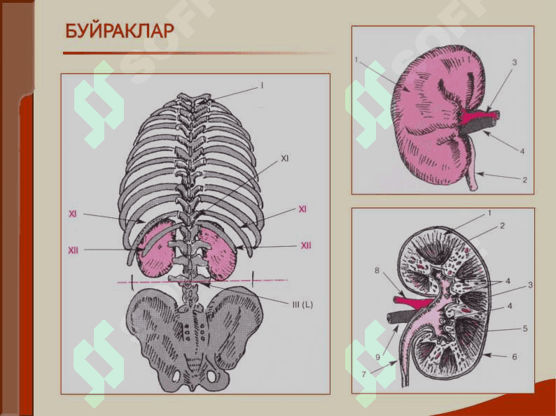 БУЙРАК КАСАЛЛИГИ БИЛАН ОҒРИГАН БЕМОРЛАРНИ ТЕКШИРИШ. АСОСИЙ КЛИНИК СИНДРОМЛАР. БУЙРАК ЕТИШМОВЧИЛИГИ 2